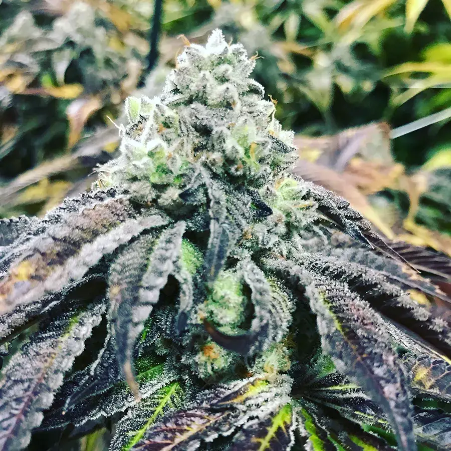 cannabis industry