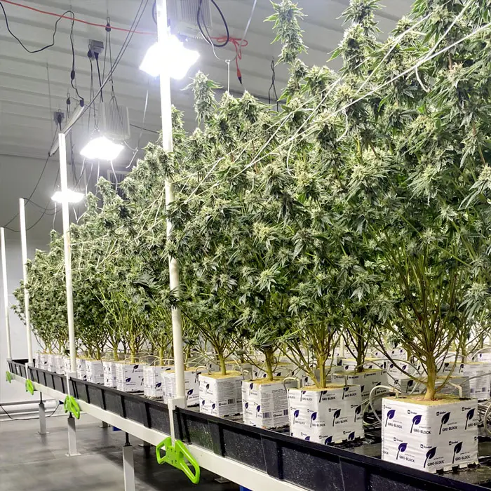 cannabis cultivation