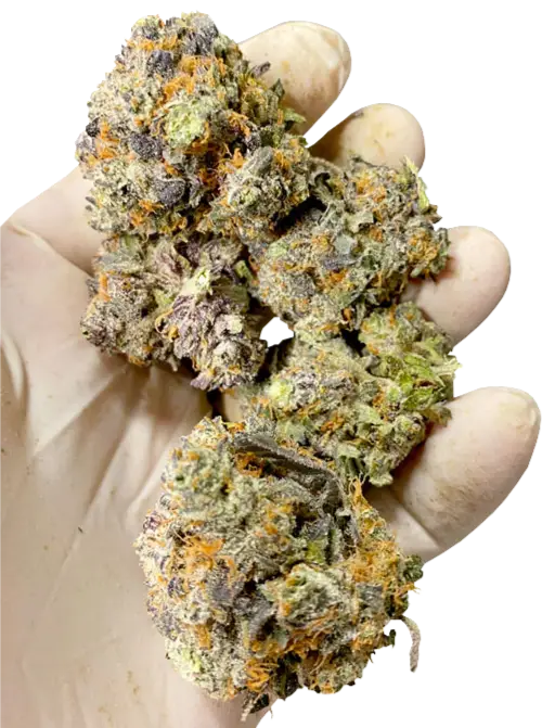 cannabis farming