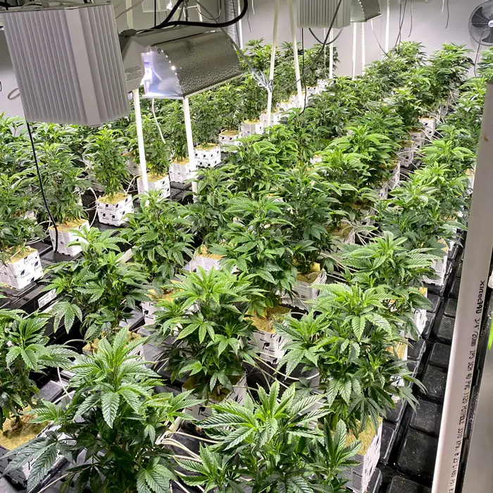 cannabis farming