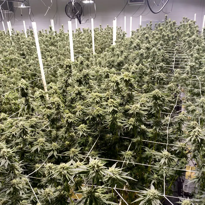 cannabis farming