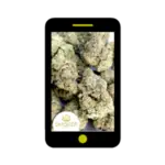 cannabis farming
